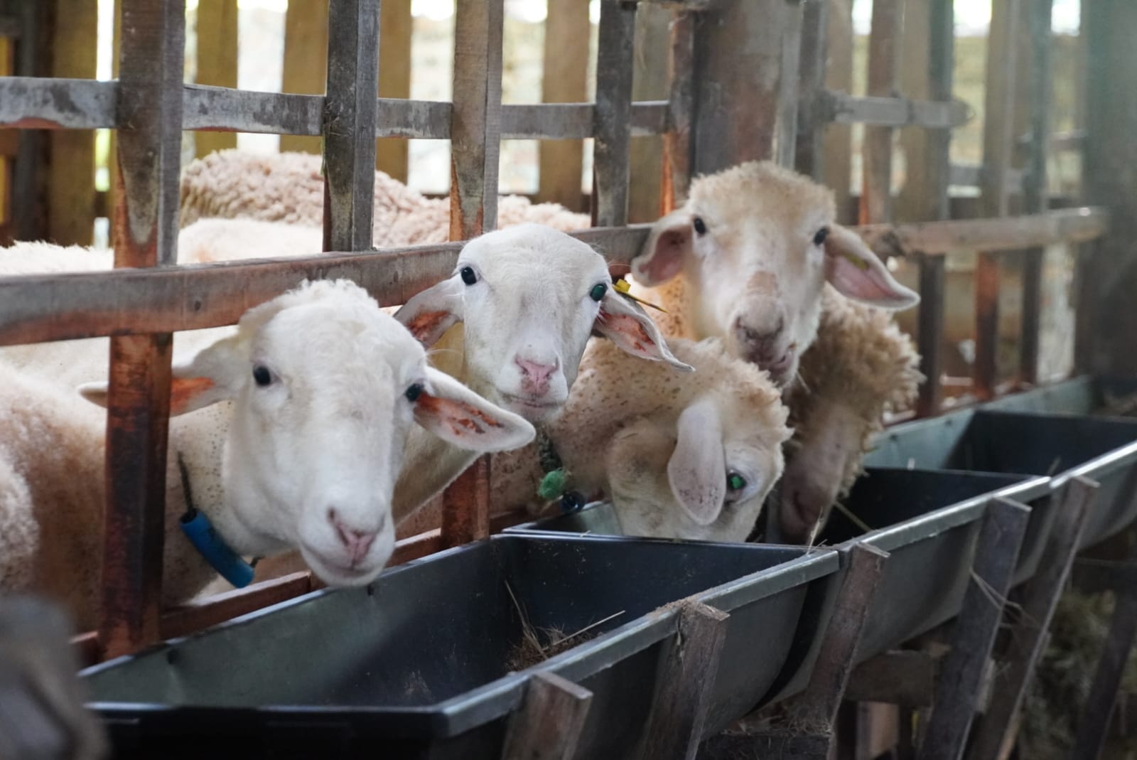 ilustrasi peternakan kambing (foto: Pemkab Kendal)