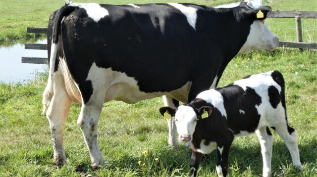 ilustrasi sapi perah (pixabay/ Elsemargriet)