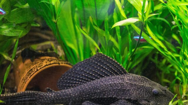 ilustrasi ikan sapu-sapu (pixabay/ maxmann)