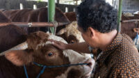Sapi Abimanyu yang dipilih untuk jadi hewan kurban Prabowo (foto: Pemkab Batang)