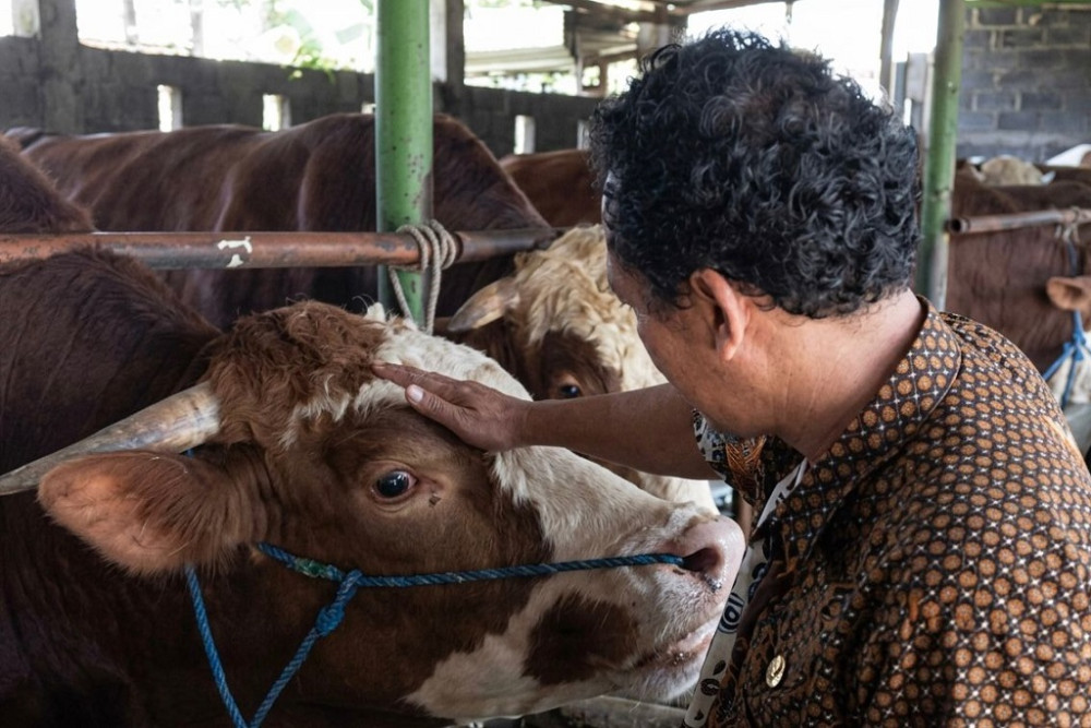 Sapi Abimanyu yang dipilih untuk jadi hewan kurban Prabowo (foto: Pemkab Batang)