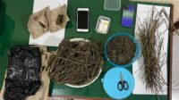 Barang bukti ganja kering seberat setengah kilogram diamankan dari tersangka DS (foto: Polres Salatiga)