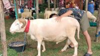 Lomba Domba Ekstrem Piala Gubernur Jateng 2026 (foto: Pemkab Semarang)
