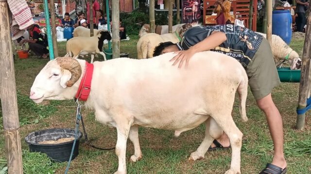 Lomba Domba Ekstrem Piala Gubernur Jateng 2026 (foto: Pemkab Semarang)