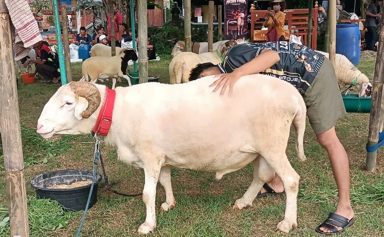 Lomba Domba Ekstrem Piala Gubernur Jateng 2026 (foto: Pemkab Semarang)
