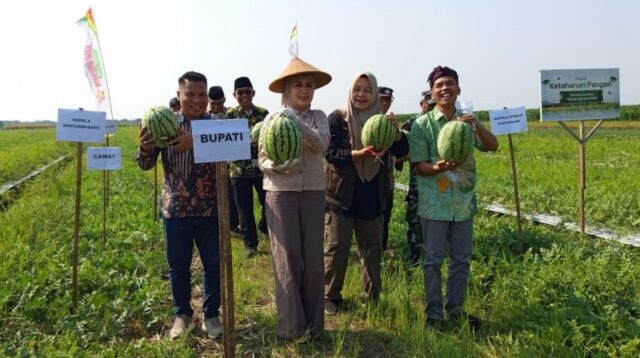 Bupati Kendal Dyah Kartika Permanasari ikut panen perdana semangka di Desa Tanjungmojo, 28 Mei 2026 (foto: Pemkab Kendal)
