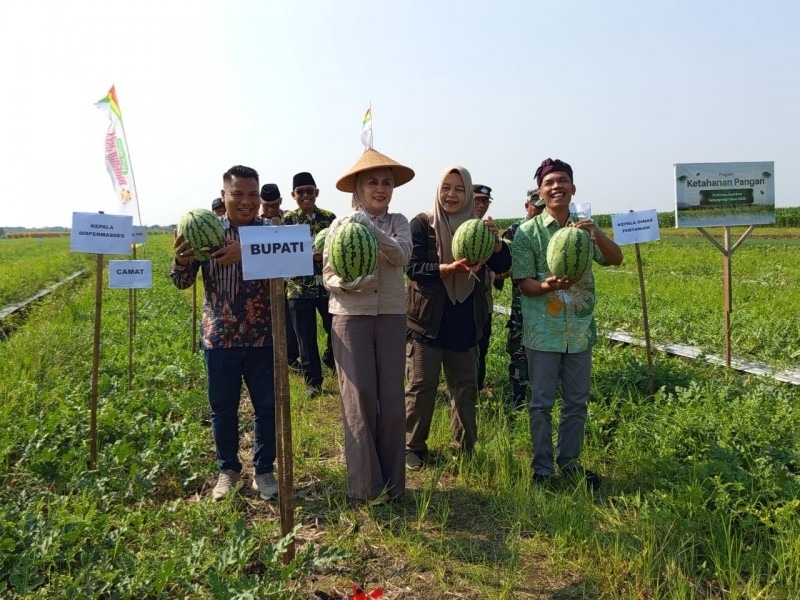Bupati Kendal Dyah Kartika Permanasari ikut panen perdana semangka di Desa Tanjungmojo, 28 Mei 2026 (foto: Pemkab Kendal) Bupati Kendal Dyah Kartika Permanasari ikut panen perdana semangka di Desa Tanjungmojo, 28 Mei 2026 (foto: Pemkab Kendal)