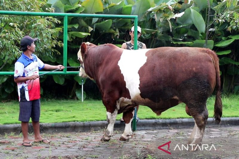 sapi kurban Prabowo