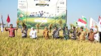 Panen raya di Desa Jaturejo, Karanganyar, Demak, Senin 8 Juni 2026 (foto: Pemkab Demak) Panen raya di Desa Jaturejo, Karanganyar, Demak, Senin 8 Juni 2026 (foto: Pemkab Demak)