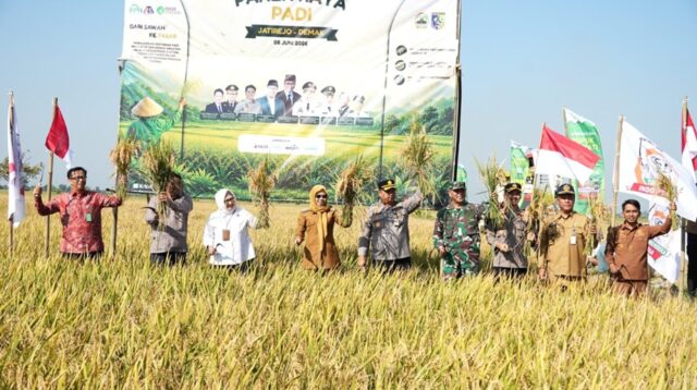Panen raya di Desa Jaturejo, Karanganyar, Demak, Senin 8 Juni 2026 (foto: Pemkab Demak)