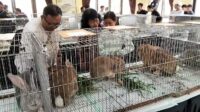 Ratusan kelinci pedaging mengikuti kontes di Kecamatan Pakis, Magelang, Minggu 28 Juni 2026 (foto: Pemkab Magelang)