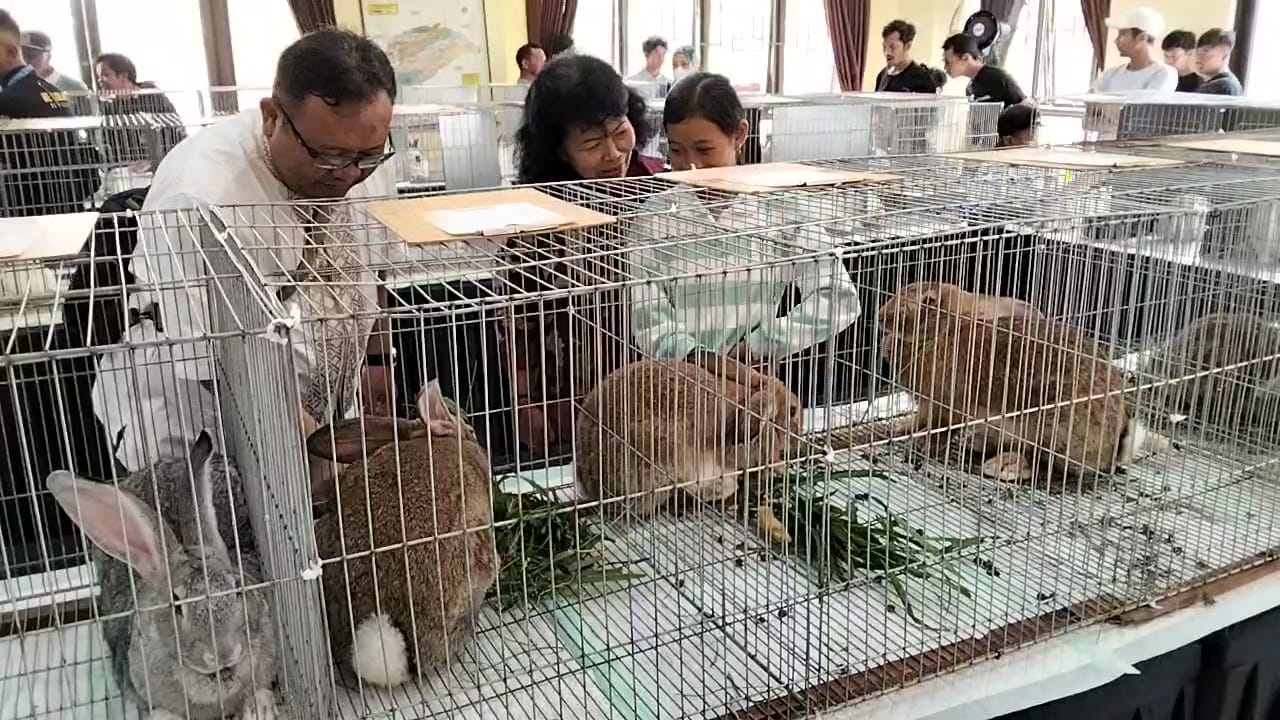 Ratusan kelinci pedaging mengikuti kontes di Kecamatan Pakis, Magelang, Minggu 28 Juni 2026 (foto: Pemkab Magelang)