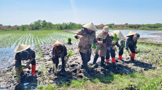 Penanaman padi biosalin di Degayu, Kecamatan Pekalongan Utara, Rabu 10 Juni 2026 (foto: Pemkot Pekalongan)
