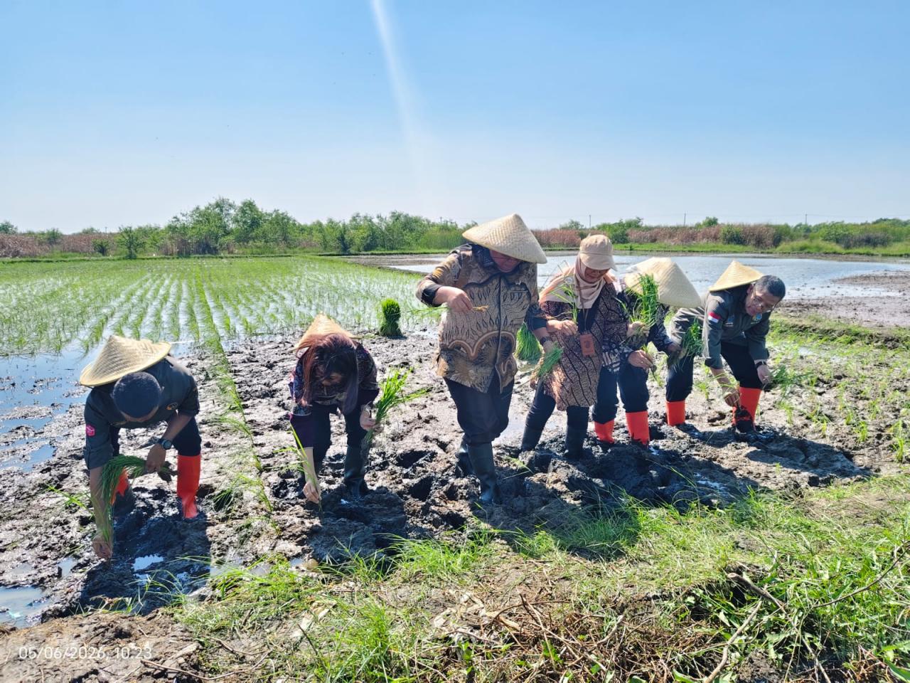Penanaman padi biosalin di Degayu, Kecamatan Pekalongan Utara, Rabu 10 Juni 2026 (foto: Pemkot Pekalongan)