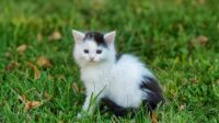 ilustrasi kucing (pixabay/neryx)