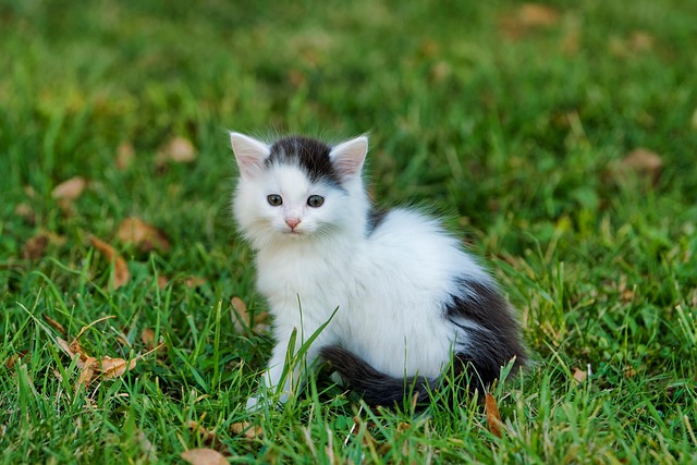 ilustrasi kucing (pixabay/neryx)