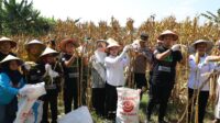 GP Anshor Kota Semarang Panen raya jagung di Mijen. (matasemarang.com/Lia Dina) GP Anshor Kota Semarang Panen raya jagung di Mijen. (matasemarang.com/Lia Dina)