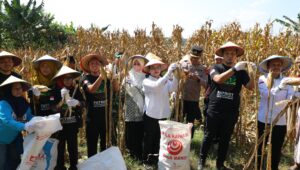 GP Anshor Kota Semarang Panen raya jagung di Mijen. (matasemarang.com/Lia Dina)