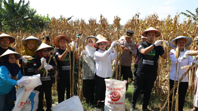 GP Anshor Kota Semarang Panen raya jagung di Mijen. (matasemarang.com/Lia Dina)
