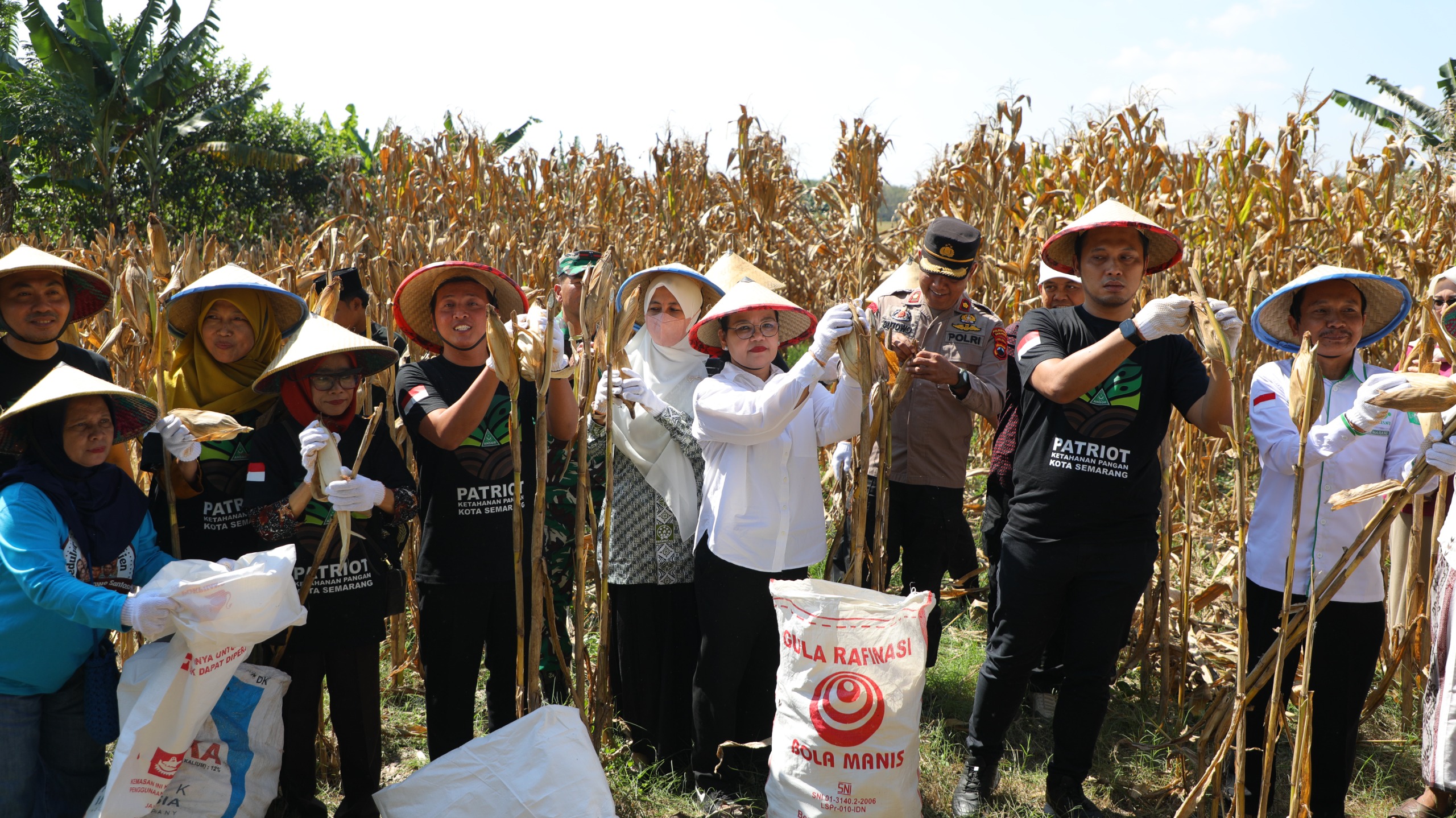 GP Anshor Kota Semarang Panen raya jagung di Mijen. (matasemarang.com/Lia Dina) GP Anshor Kota Semarang Panen raya jagung di Mijen. (matasemarang.com/Lia Dina)