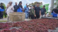 Bupati Jepara Witiarso Utomo meninjau rencana pengembangan budidaya rumput laut di Karimunjawa (foto: Pemkab Jepara)