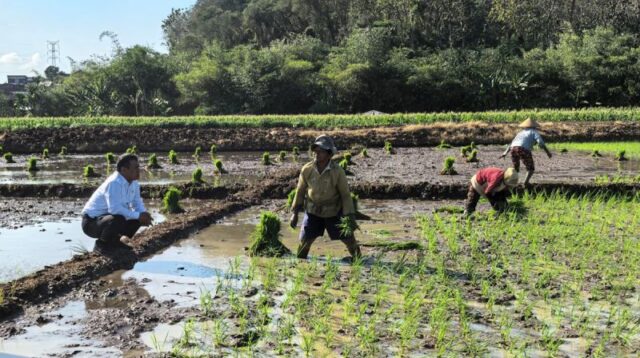 Petani Ngaliyan