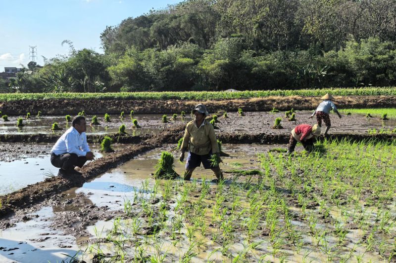Petani Ngaliyan