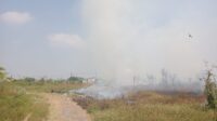 kebakaran lahan kosong di Kota Semarang (matasemarang.com/Lia Dina) kebakaran lahan kosong di Kota Semarang (matasemarang.com/Lia Dina)