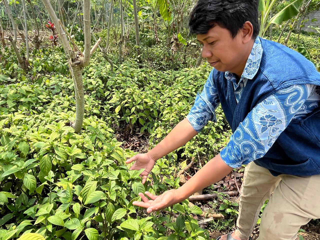 tanaman Indigofera yang ditenam di kebun Saiful (matasemarang.com/Lia Dina)