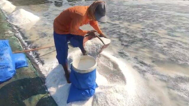 Tambak Garam di desa kedungmutih, kecamatan wedung, kabupaten Demak (matasemarang.com/Lia Dina)