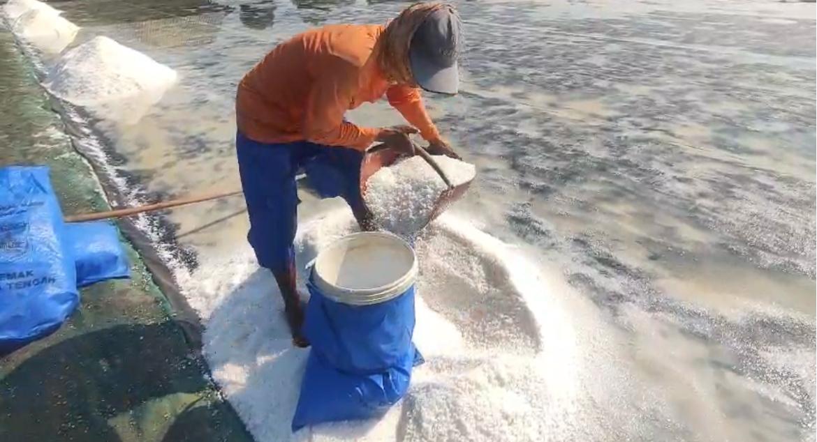 Tambak Garam di desa kedungmutih, kecamatan wedung, kabupaten Demak (matasemarang.com/Lia Dina) Tambak Garam di desa kedungmutih, kecamatan wedung, kabupaten Demak (matasemarang.com/Lia Dina)