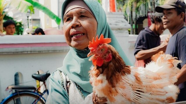 Peternak ayam petelur DIY membagikan ayam afkir gratis (instagram @dprd_diy)