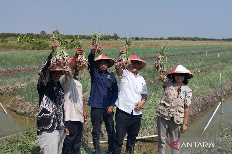 itb-bawang.jpg