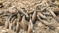 Bangkai ikan sapu-sapu (foto: Pemprov Jateng) Bangkai ikan sapu-sapu (foto: Pemprov Jateng)