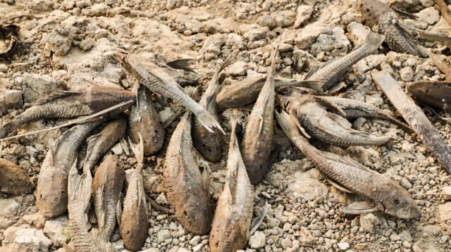 Bangkai ikan sapu-sapu (foto: Pemprov Jateng)