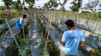 Lapas terbuka