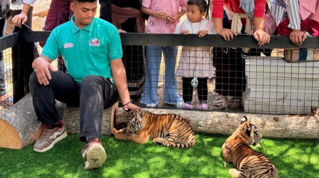 Ada 3 anak harimau di Semarang Zoo