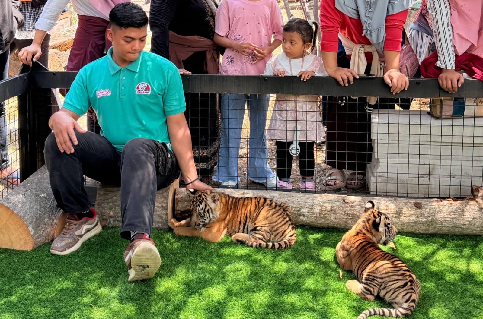 Ada 3 anak harimau di Semarang Zoo